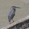 J01_1300 Striated Heron.JPG